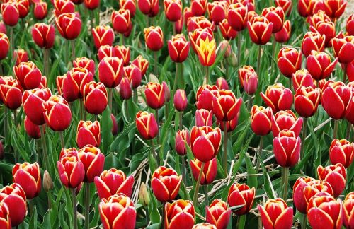 Tulpės, Plantacija, Iškylai, Laukas Tulpių, Gėlės