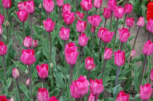 Tulpės, Rožinis, Plantacija, Iškylai, Laukas Tulpių, Gėlės
