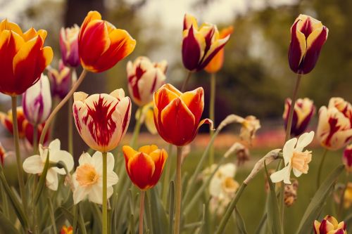 Tulpės, Raudona, Vintage, Gėlės, Pavasaris, Gamta, Makro