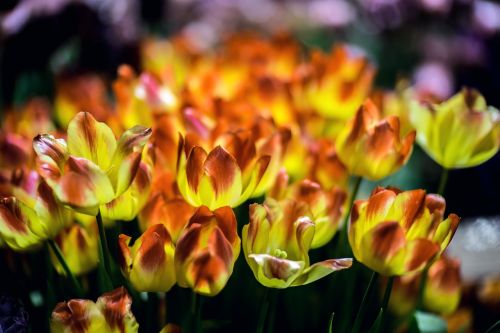 Tulpės, Gėlės, Gražiai, Dvigubas Tulpis, Žydėti, Geltona Tulpė, Pavasario Gėlės, Pavasaris