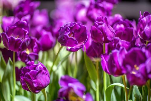 Tulpės, Violetinė, Gėlės, Žydėti, Violetinė Tulpė, Šviesus, Iš Arti, Gražus, Sodo Gėlė, Spalvinga, Pavasaris