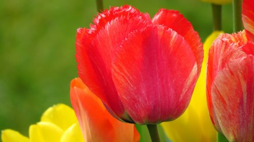 Tulpės, Pavasaris, Spalva, Pavasario Gėlė, Frühlingsanfang, Frühlingsblüher, Flora