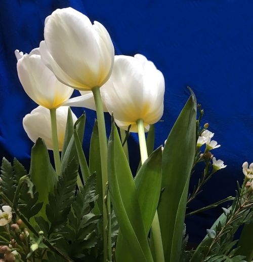 Tulpės, Strausas, Gėlės, Schnittblume, Balti Žiedlapiai