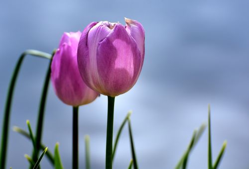 Tulpės, Rožinis, Gėlės, Pavasaris, Augalas