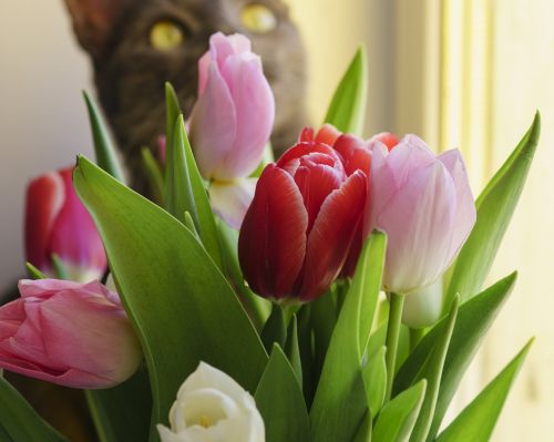 Tulpės, Gėlės, Pavasaris, Gražiai, Pavasario Gėlės