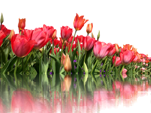 Tulpės, Izoliuotas, Raudona, Pavasaris, Skaidrus, Pavasario Gėlės, Augalas, Schnittblume, Žiedas, Žydėti, Gėlės, Blütenmeer, Sodo Augalas, Žydėti