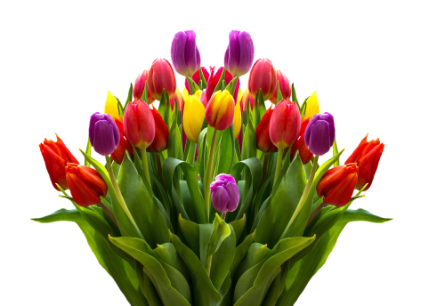 Tulpės, Gėlės, Pavasaris, Izoliuotas, Spalvinga, Gamta, Pavasario Gėlės, Schnittblume, Sodas, Skaidrus, Gėlių Puokštė