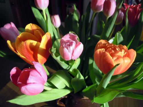 Tulpės, Gėlės, Augalas, Pavasaris, Spalvinga, Spalva, Tulpenbluete, Žiedas