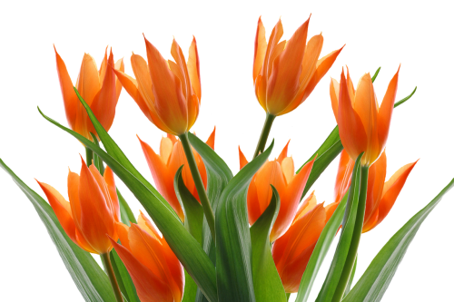 Tulpės, Pavasaris, Gėlė, Gamta, Žiedas, Žydėti, Sodas, Pavasario Gėlė, Užpildytos Tulpės, Augalas, Oranžinė, Anksti, Tulpių Laukas, Skintos Gėlės, Flora