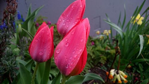 Tulpės, Pavasario Gėlės, Gėlės, Lietaus Lašai, Vandens Lašai