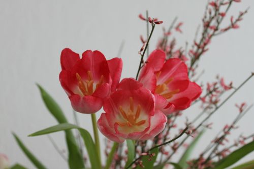 Tulpės, Gėlės, Raudona