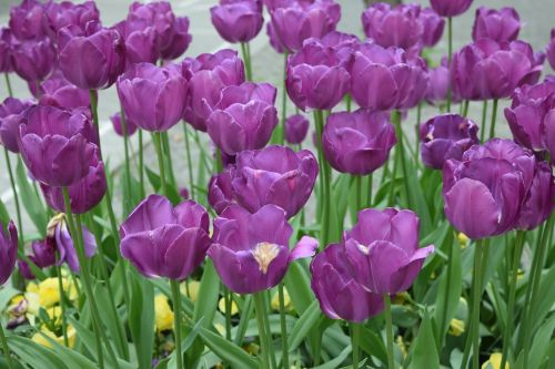 Tulpės, Gėlės, Tulpė, Pavasario Gėlės, Gėlių, Violetinė