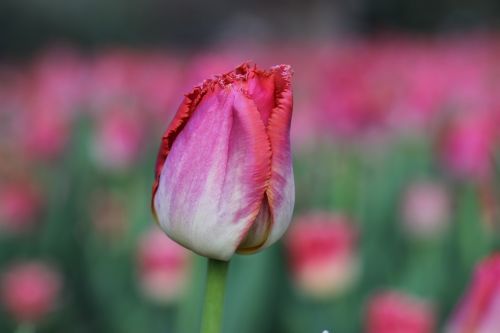 Tulpės, Pavasaris, Rožinis