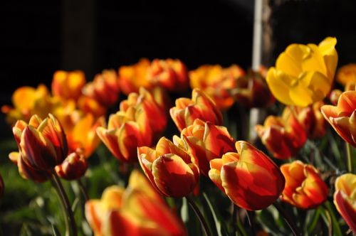 Tulpės, Geltona, Raudona, Pavasaris, Gėlės