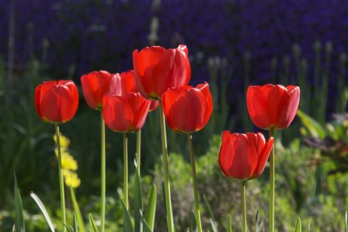 Tulpės, Gėlės, Pavasario Gėlės, Žydėti, Raudona, Gamta, Pavasaris