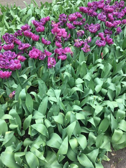 Tulpės, Violetinė, Gėlės, Holland, Žalias