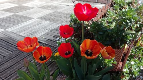 Tulpės, Gėlės