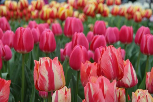 Tulpės, Keukenhof, Lisse, Nyderlandai