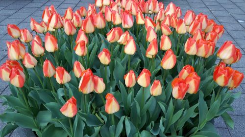 Tulpės, Amsterdamas, Nyderlandai