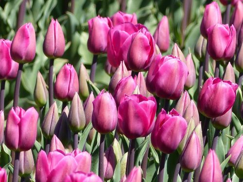 Tulpės, Gėlės, Rožinis, Žydėti, Gamta, Holland, Nyderlandai, Svogūnėliai