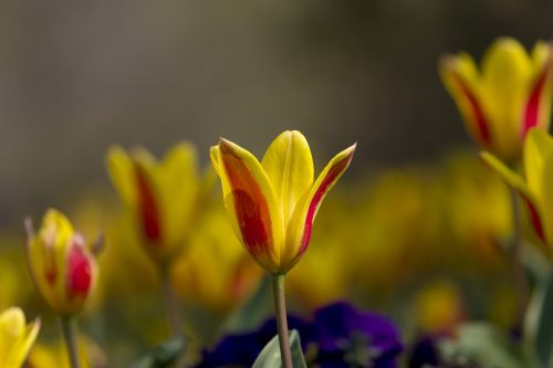 Tulpės, Gamta, Gėlė, Geltona, Raudona, Gėlės, Augalas, Tiefenschärfe