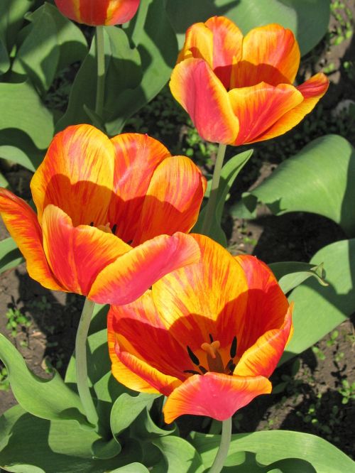 Tulpės, Pavasaris, Geltona-Raudona, Gėlė, Pavasario Gėlės, Gražiai, Gamta