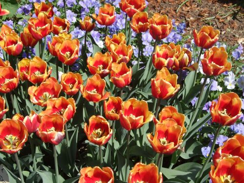 Tulpės, Parkas, Pavasaris