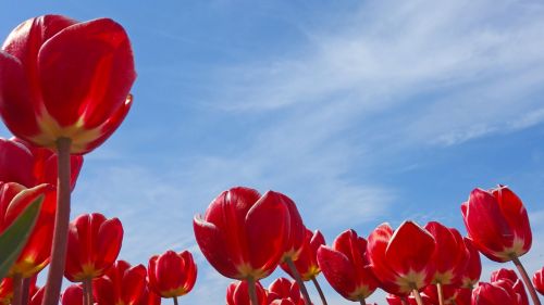 Tulpės, Holland, Pavasaris, Tulpė, Nyderlandai, Gamta, Gėlės, Augalas, Svogūnėliai, Lemputė, Raudona, Raudona Tulpė