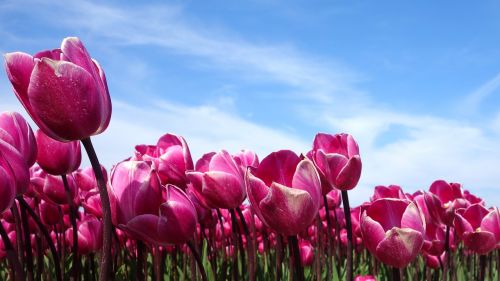 Tulpės, Holland, Pavasaris, Tulpė, Nyderlandai, Gamta, Gėlės, Augalas, Svogūnėliai, Lemputė, Violetinė, Violetinė Tulpė