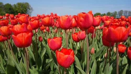 Tulpės, Svogūnėliai, Tulpė, Pavasaris, Lemputė, Holland, Tulpių Laukai, Gėlė, Nyderlandai, Augalas, Olandų Kraštovaizdis, Gėlės, Žydėti, Raudona