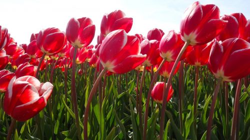 Tulpės, Svogūnėliai, Tulpė, Pavasaris, Lemputė, Holland, Tulpių Laukai, Gėlė, Nyderlandai, Augalas, Olandų Kraštovaizdis, Gėlės, Žydėti, Raudona