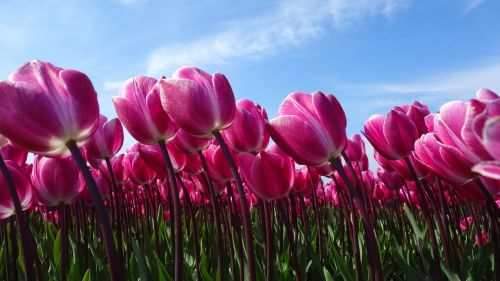Tulpės, Svogūnėliai, Tulpė, Pavasaris, Lemputė, Holland, Tulpių Laukai, Gėlė, Nyderlandai, Augalas, Olandų Kraštovaizdis, Gėlės, Žydėti, Violetinė