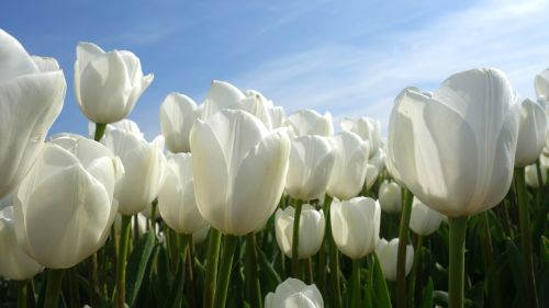 Tulpės, Svogūnėliai, Tulpė, Pavasaris, Lemputė, Holland, Tulpių Laukai, Gėlė, Nyderlandai, Augalas, Olandų Kraštovaizdis, Gėlės, Žydėti, Balta