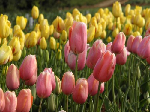Tulpės, Tulpių Laukas, Auksinis, Sodas, Gėlių, Pavasaris