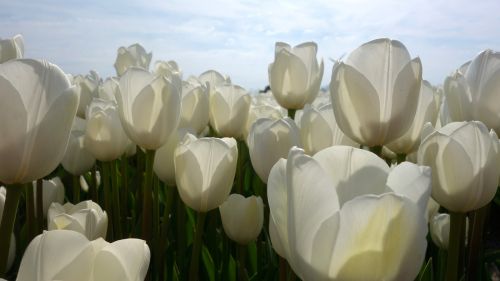 Tulpės, Balta, Tulpių Laukai, Nyderlandų Lemputė, Lemputė, Pavasaris, Holland, Žydėti, Svogūnėliai, Olandų Kraštovaizdis