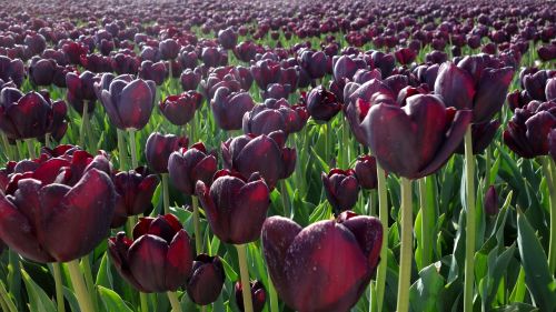 Tulpės, Violetinė, Svogūnėliai, Lemputė, Augalas, Tulpė, Nyderlandai, Pavasaris