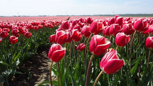 Tulpės, Tulpė, Lemputė, Svogūnėliai, Raudona Tulpė, Žydėti, Augalas, Tulpių Laukai, Holland, Nyderlandai, Raudona