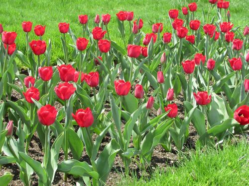 Tulpės, Gėlės, Pavasaris, Žiedas, Spalvinga, Raudona, Žydėti, Šviežias, Natūralus