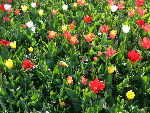 Tulpės, Gėlių Pieva, Gėlės, Pavasaris, Spalvinga