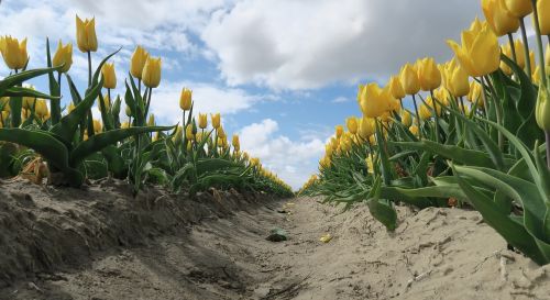 Tulpės, Gėlės, Holland, Pavasaris, Nyderlandai, Tulpė, Laukas, Geltona, Spalva