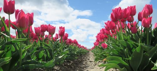Tulpės, Gėlės, Holland, Gėlė, Nyderlandai, Raudona Tulpė, Tulpė, Svogūnėliai