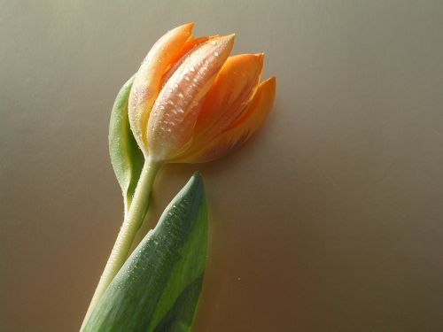 Tulpės, Gėlė, Žydėti