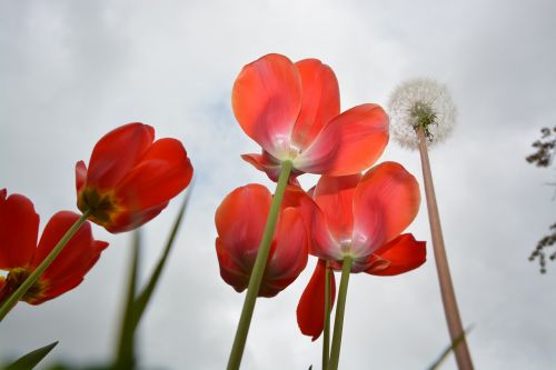 Tulpės, Tulpės Raudonos, Gėlės, Pavasaris, Žiedlapiai, Gamta, Sodas