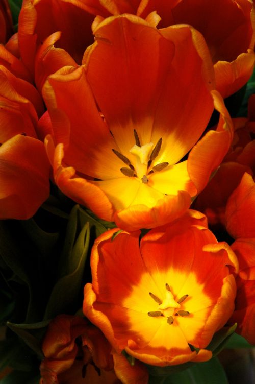 Tulpės, Gėlė, Flora, Gamta