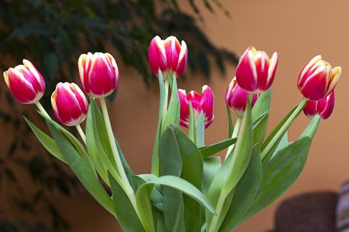 Tulpės, Gėlės, Subtilus, Spalvos, Grožis