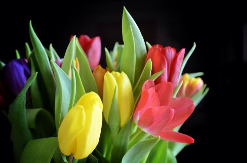 Tulpės, Puokštė, Gėlės, Žydėti, Pavasaris, Gėlė, Gamta