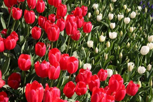 Tulpės, Pavasaris, Raudona, Laimė, Gražus, Gėlė, Gamta, Augalas
