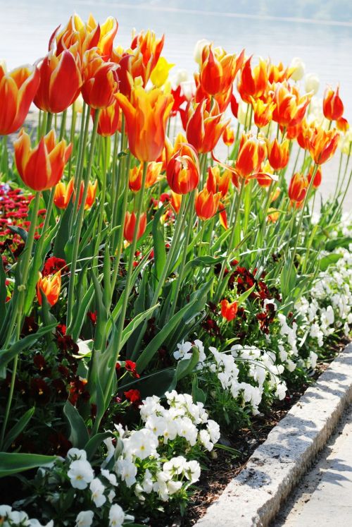 Tulpės, Gėlės, Žydėti, Oranžinės Gėlės, Sodas, Ežero Konstanta, Vokietija
