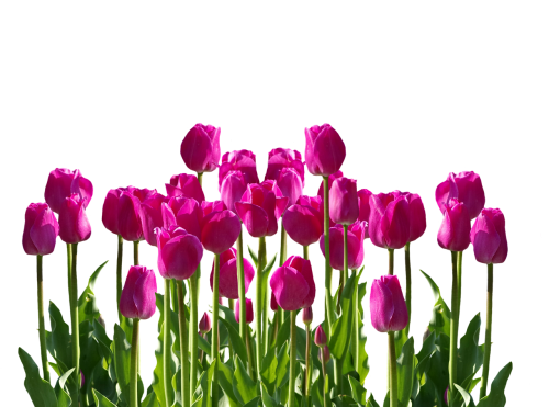Tulpės, Pavasaris, Pavasario Gėlė, Skintos Gėlės, Gėlės, Rožinis, Spalvinga, Gamta