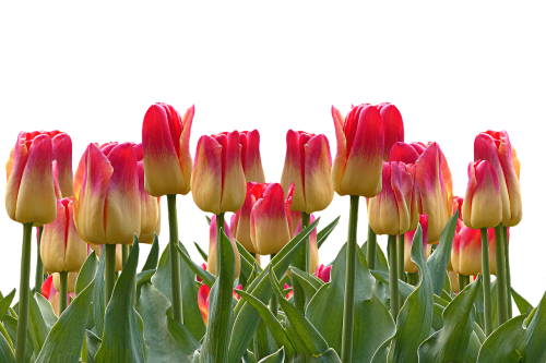 Tulpės, Pavasaris, Velykos, Gamta, Gėlės, Žiedas, Žydėti, Raudona, Flora, Augalas
